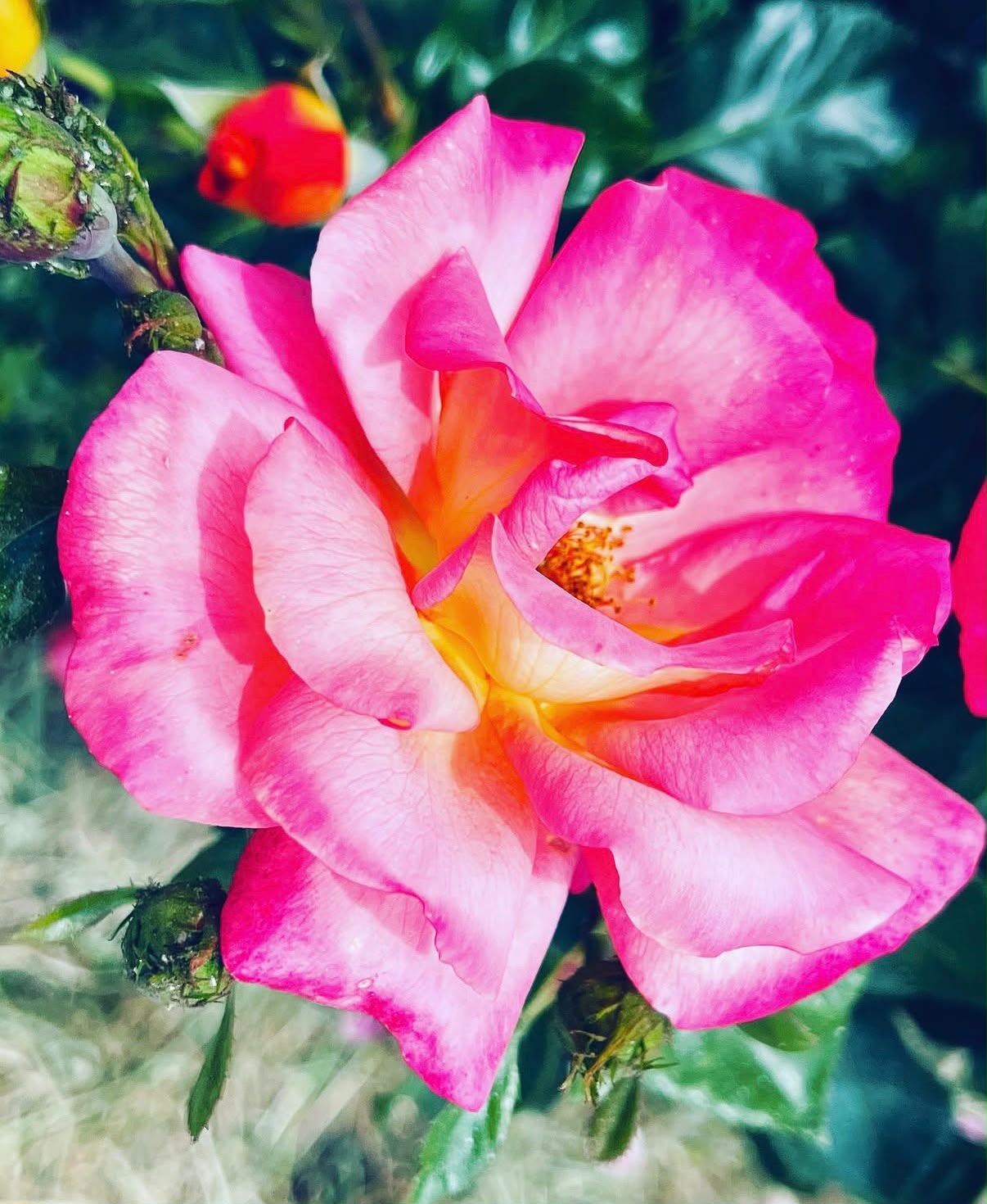 Nahaufnahme einer aufgeblühten Rose in Pink und Gelb, umgeben von grünem Laub und geschlossenen Knospen